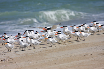 Royal Terns