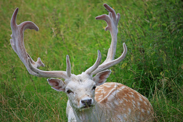 Fallow deer