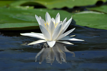 Water lily in the Danube delta