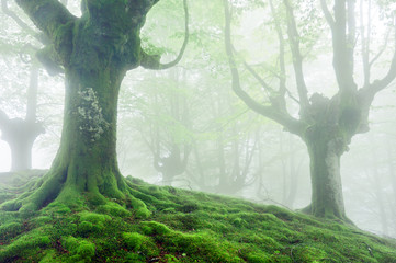 Trees with vivid green roots and moss