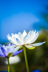 Fototapeta na wymiar white lotus