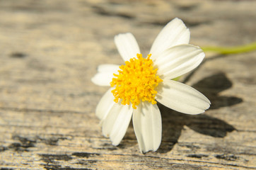 Fototapeta na wymiar Beautiful Daisy in a meadow