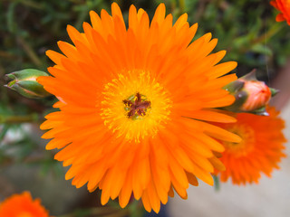 gerbera flower