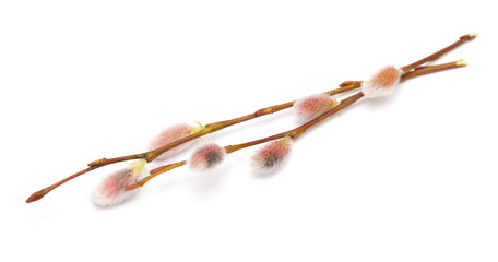 willow catkins isolated on white