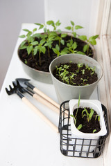   seedlings and tools