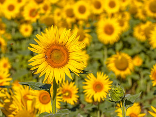 Fototapeta premium Detail of Field of Sunflower