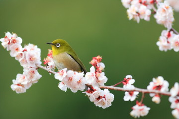 Japanese White-eye (Zosterops japonicus) with cherry blossom