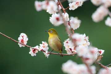 Japanese White-eye (Zosterops japonicus) with cherry blossom