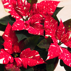 White speckled Poinsettia flowers