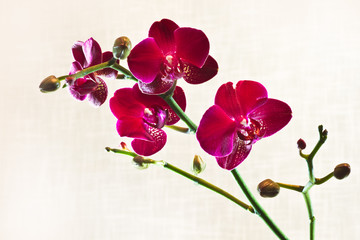 Red Moth Orchid or Phalaenopsis flowers