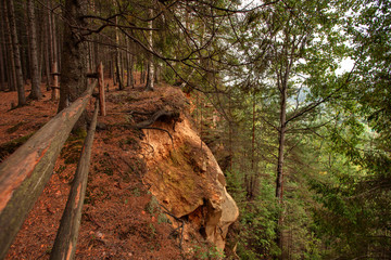 beautiful green forest in Carpathian mountains