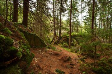 beautiful green forest in Carpathian mountains