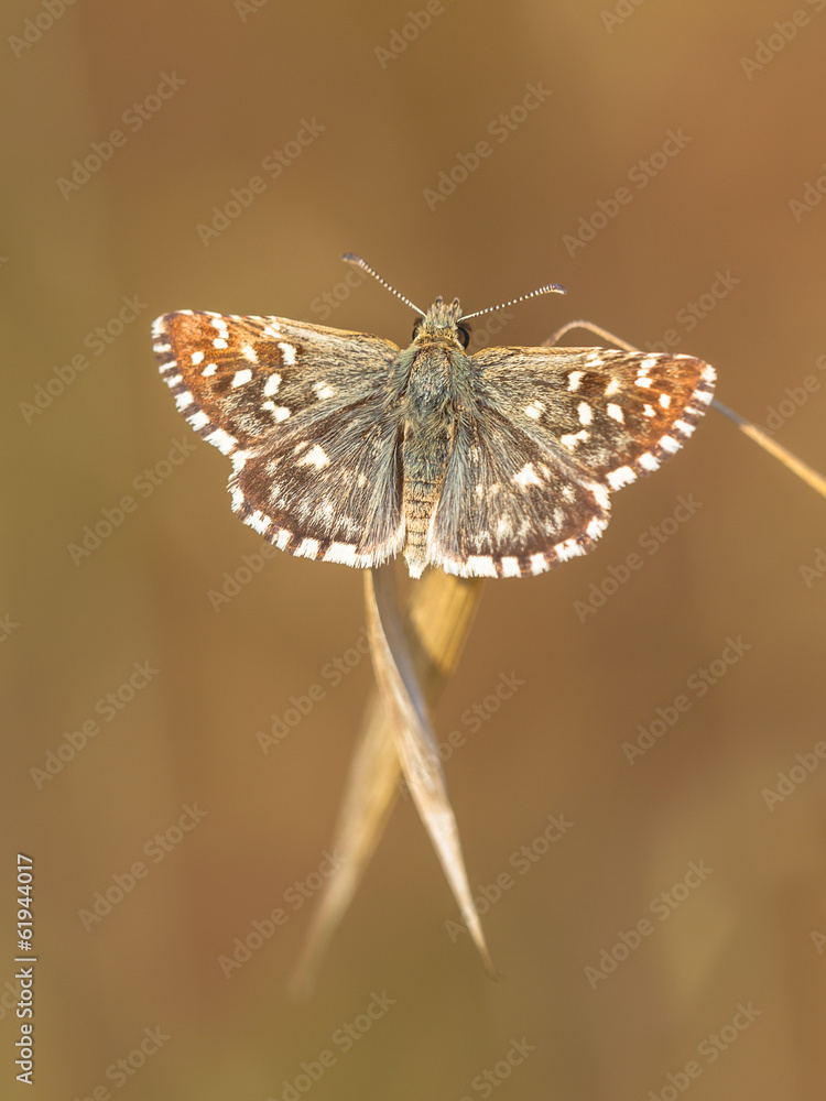 Wall mural Butterfly (Pyrgus malvae) on Grass Spike with Neutral Brown Back