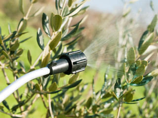 Spraying olive tree © burnel11