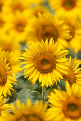 Obraz premium ヒマワリ畑