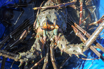 Lobster on the beach of Los Cobanos on El Salvador
