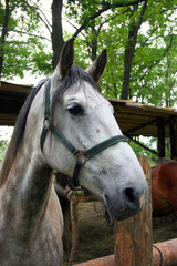 Fototapeta premium horse