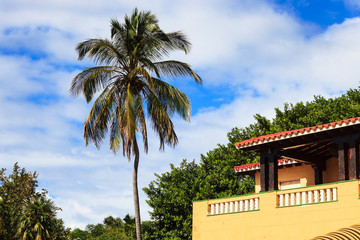 Fototapeta na wymiar palm and beautiful house