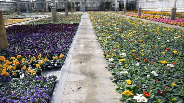 Gew&auml;chshaus im Fr&uuml;hling