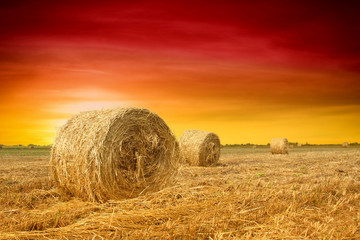 Hay bale in the countryside