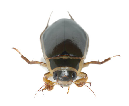 Great diving beetle, Dytiscus marginalis isolated