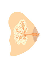 explanation breastfeeding
