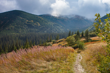 Gorgeous mountain view with sky and trees. Trail in Carpathian.