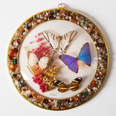 Fototapeta premium butterfly plate composition, closeup view