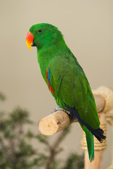 parrot