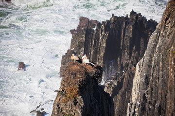 Fototapeta na wymiar Storks Nest on a Cliff at Western Coast of Portugal