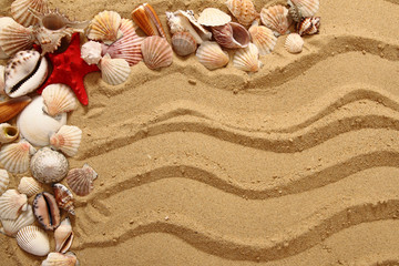 Fototapeta na wymiar sea shells and yellow sand