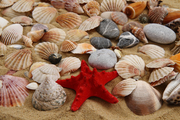 sea shells and yellow sand