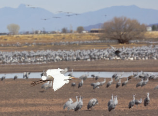 Fototapeta na wymiar An Egret Flies Above a Crane Surivival Group
