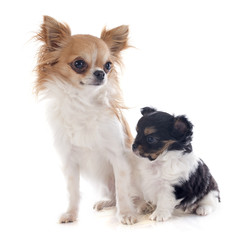 puppy and adult chihuahua