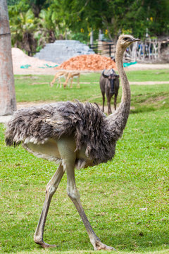 ostrich in zoo