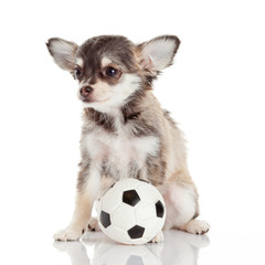 Chihuahua puppy isolated on white. Lovely puppy