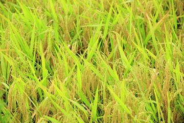 rice grain grow at field 