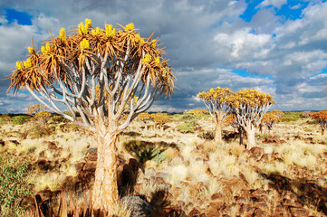 Landscape of Namibia, quiver tree (kokerboom) forest
