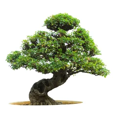 Afwasbaar Fotobehang Bonsai Bonsai boom