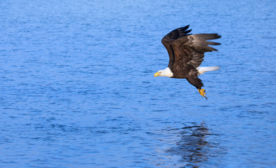 Eagle Grabbing a Fish from the Ocean, Alaska
