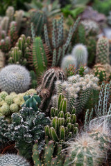 Variety of Cactus in a greenhouse.