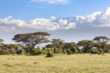 Naklejka premium Kilimandżaro ze śniegiem