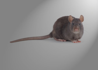 rat