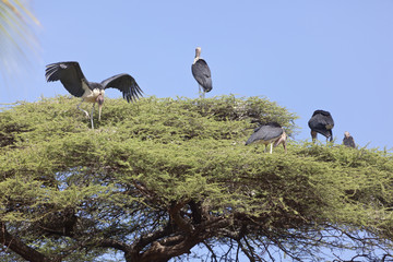 Marabous on top of tree, Kenya