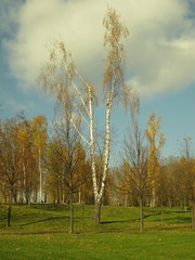 Парк Царицыно. Москва