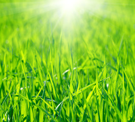 Fototapeta premium grass