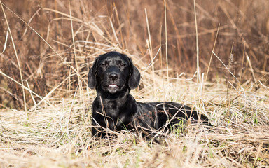 Black labrador retriever outdoor portrait