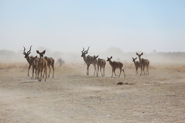 Kudu's from the dust