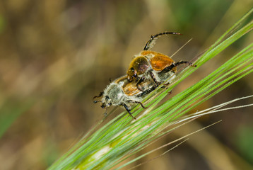 Coupling act in beetle family.