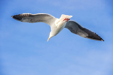 Seagull flying